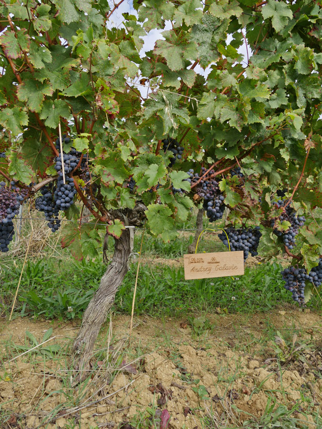 Виноградник на урожай